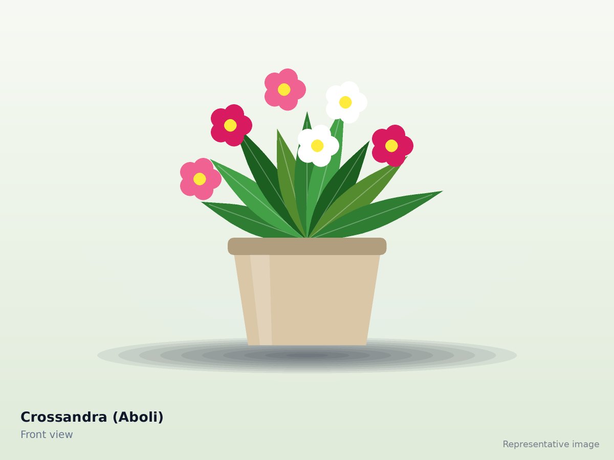 Crossandra (Aboli)