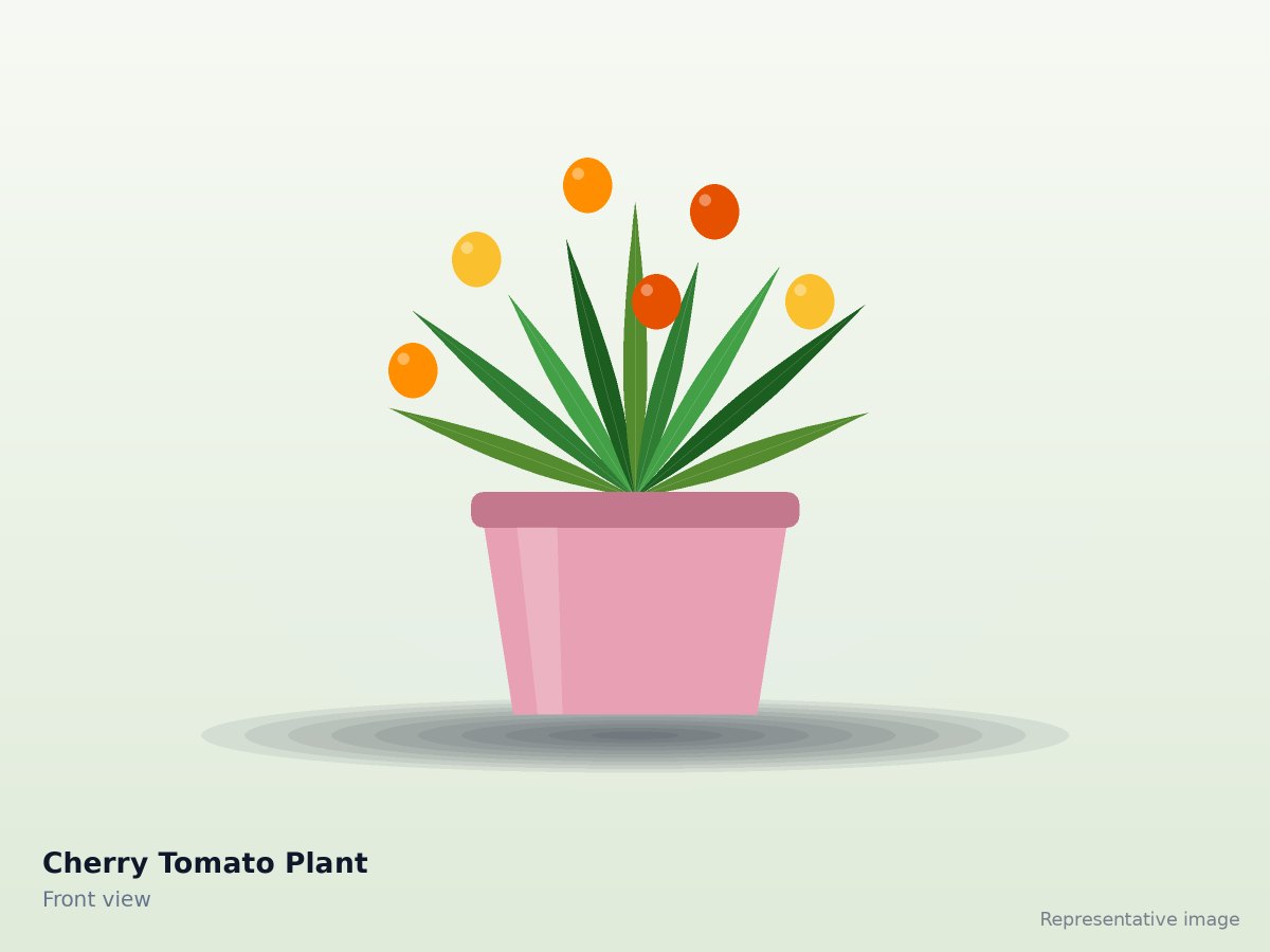 Cherry Tomato Plant