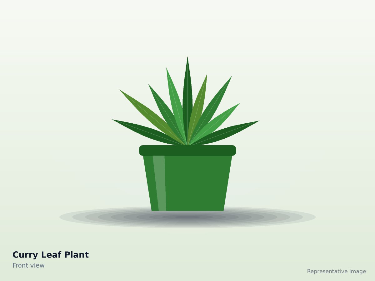 Curry Leaf Plant
