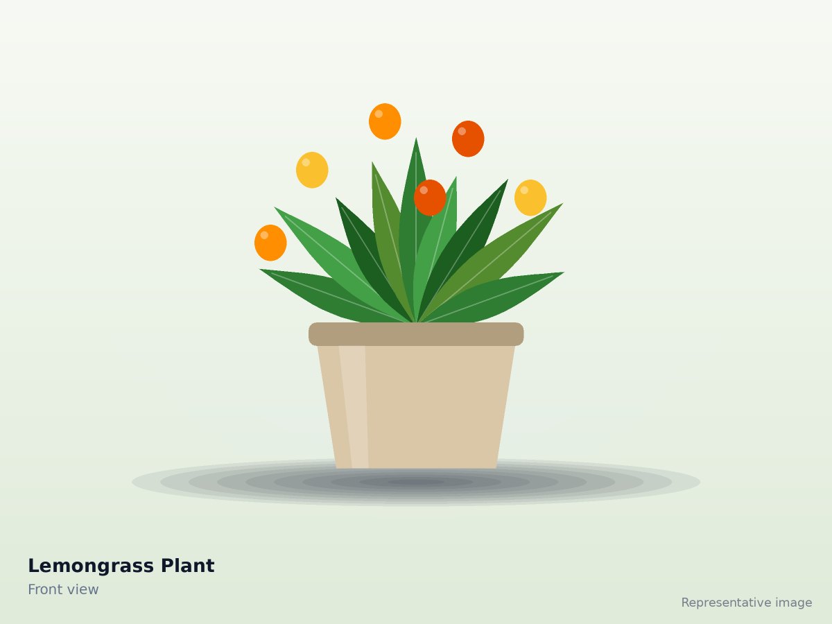 Lemongrass Plant