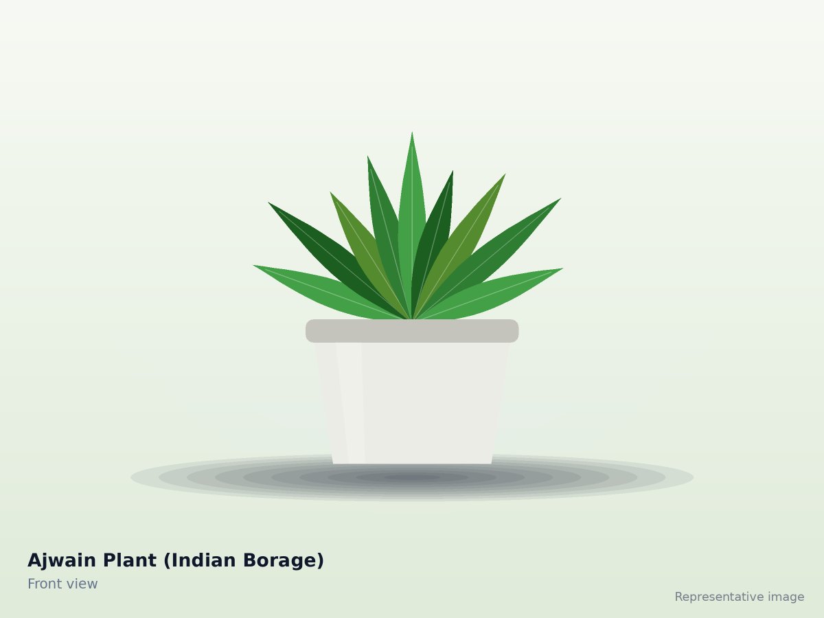 Ajwain Plant (Indian Borage)