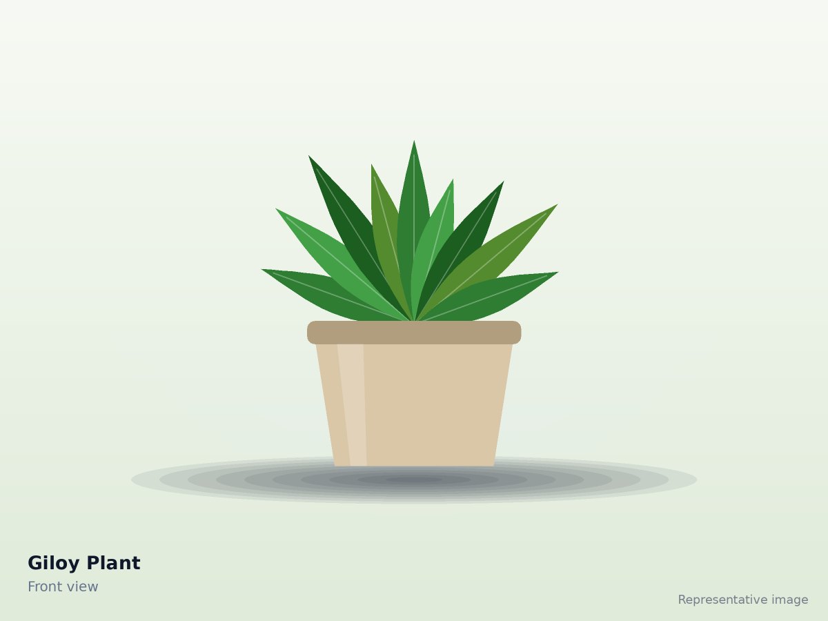 Giloy Plant