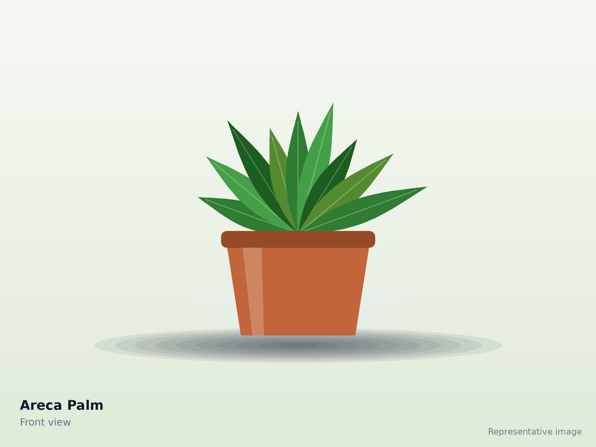 Areca Palm