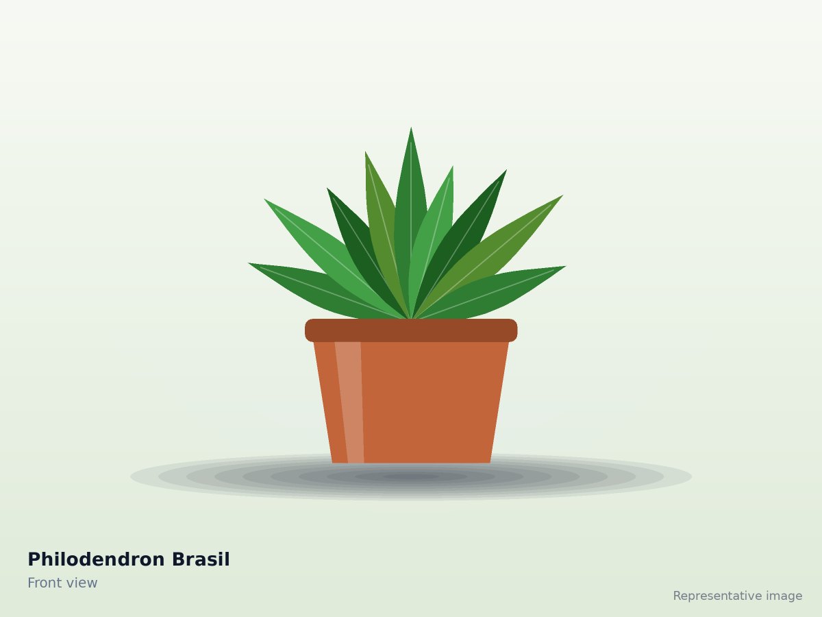 Philodendron Brasil