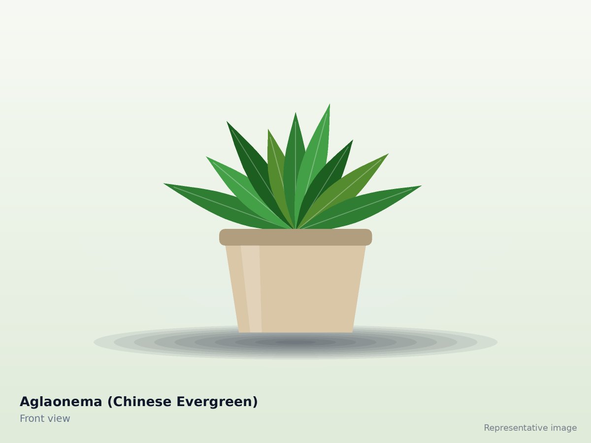 Aglaonema (Chinese Evergreen)