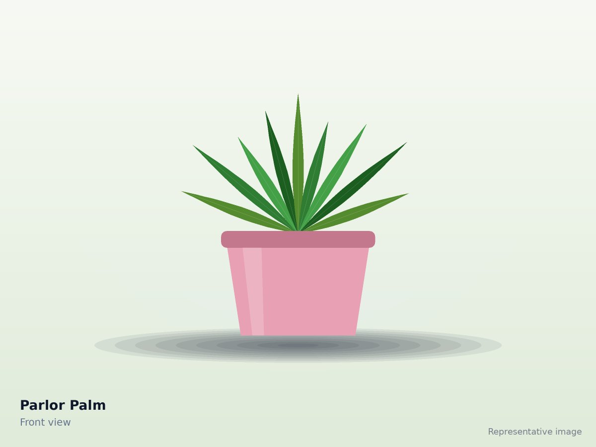 Parlor Palm