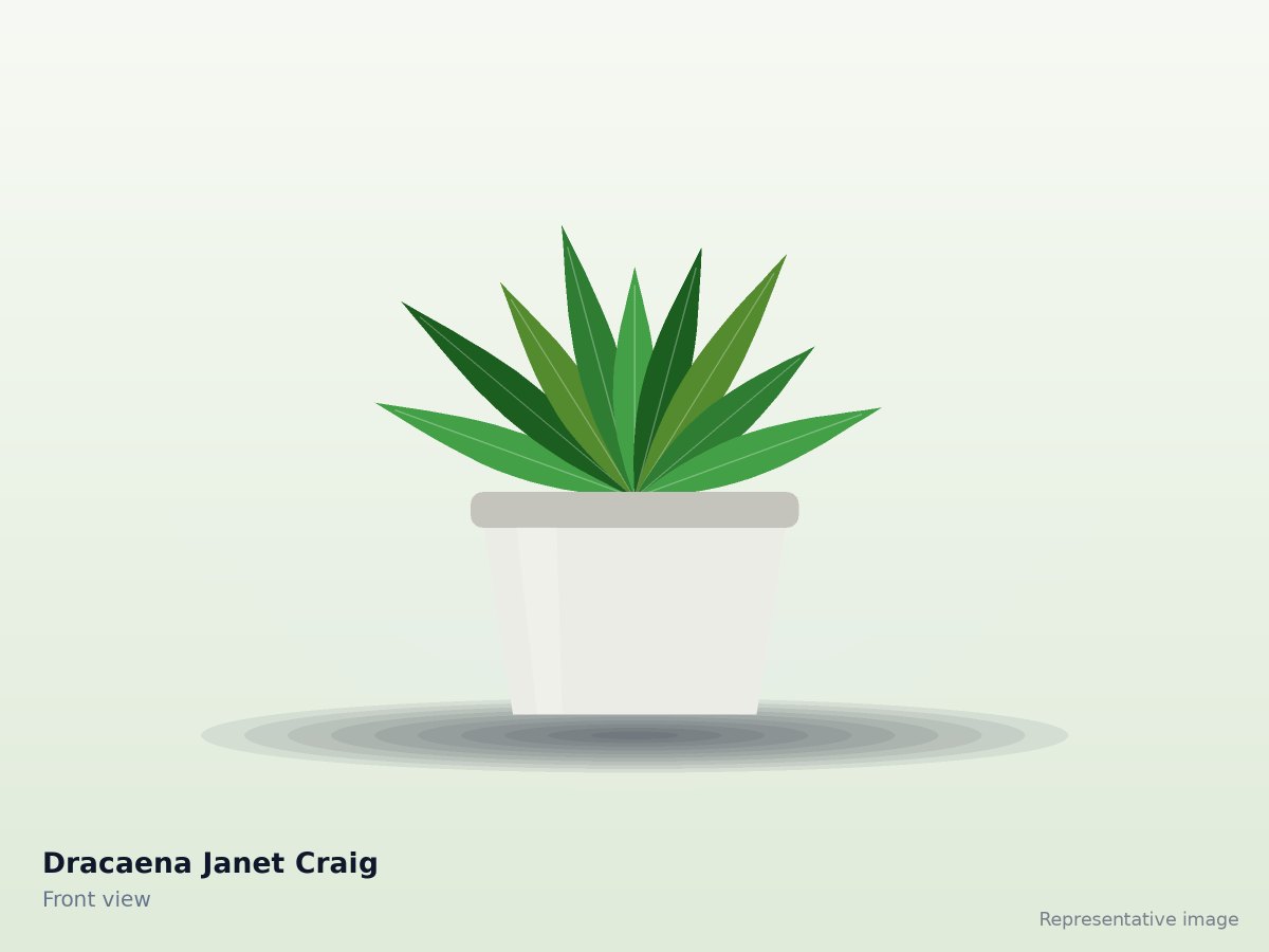 Dracaena Janet Craig