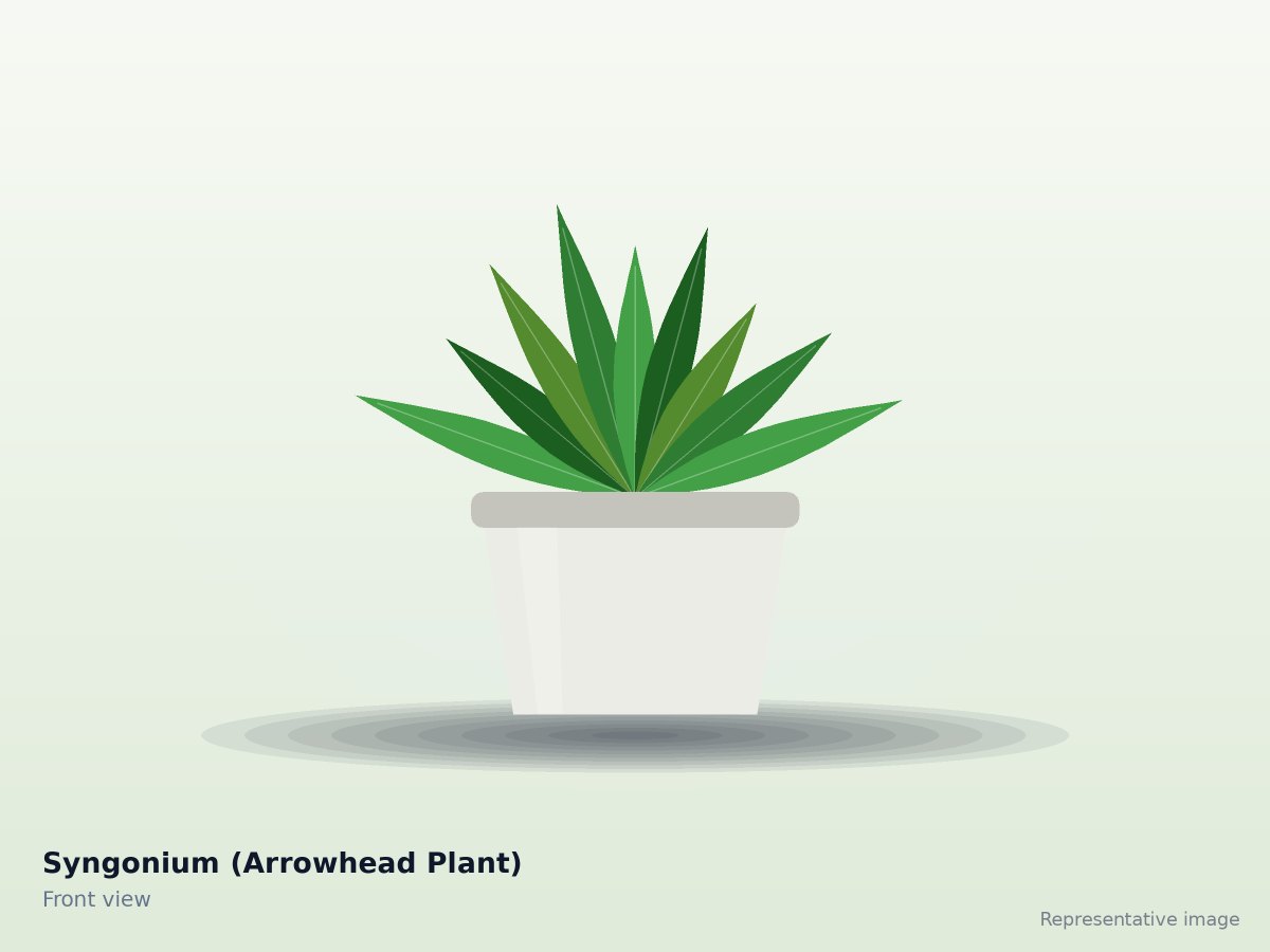 Syngonium (Arrowhead Plant)