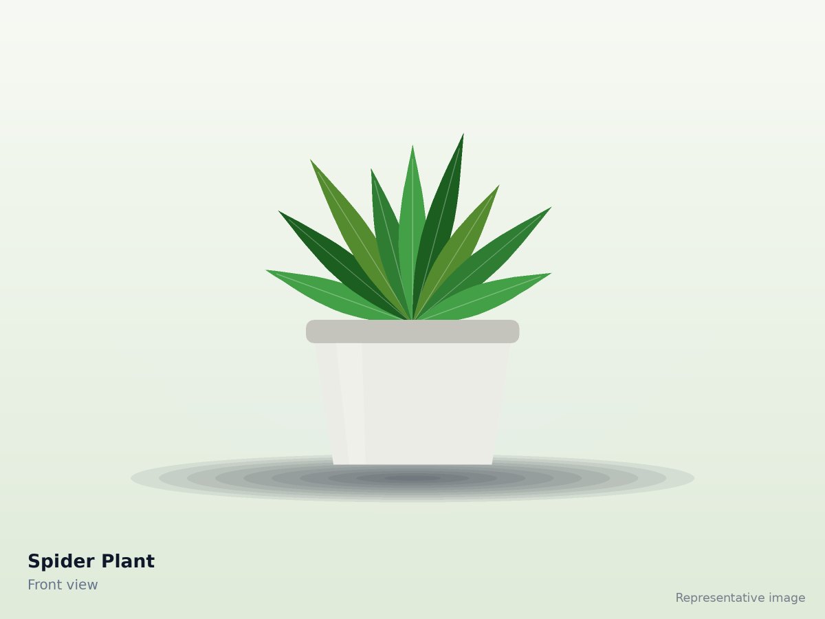 Spider Plant