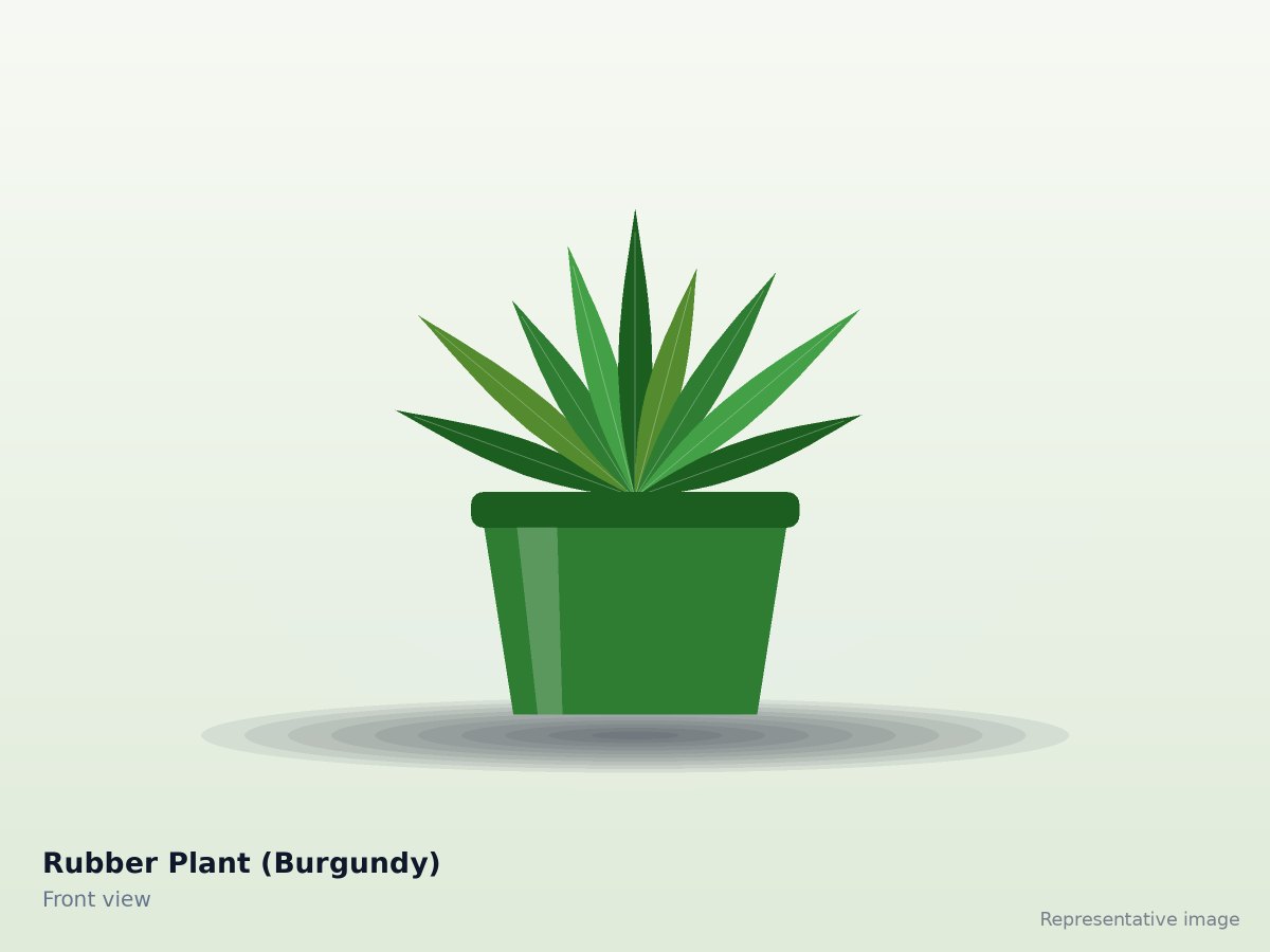 Rubber Plant (Burgundy)