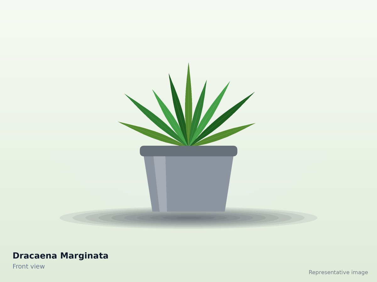 Dracaena Marginata