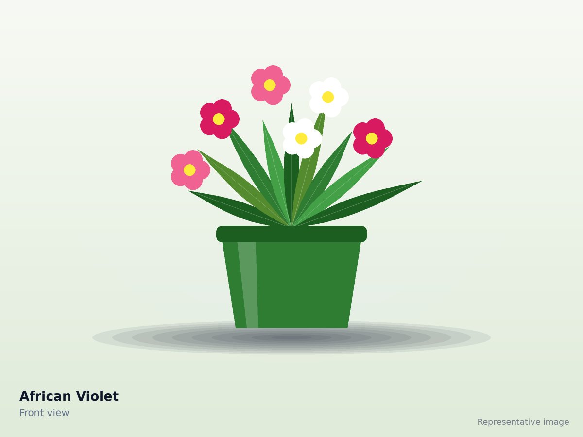 African Violet