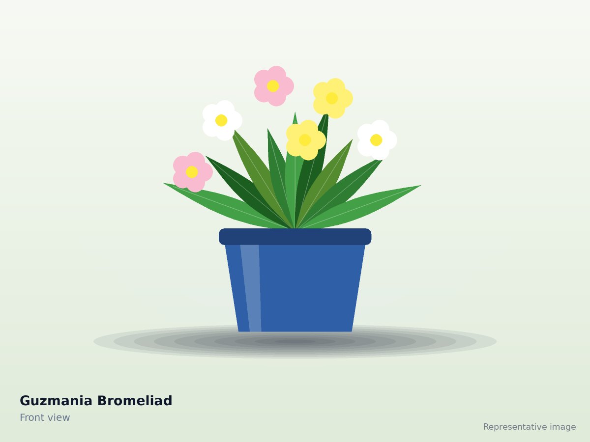 Guzmania Bromeliad
