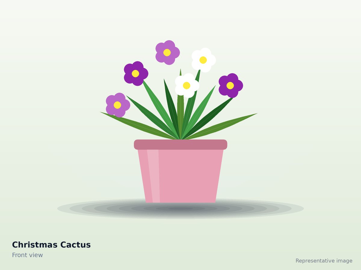 Christmas Cactus