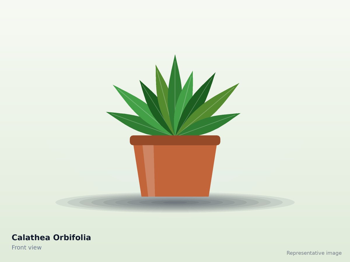 Calathea Orbifolia