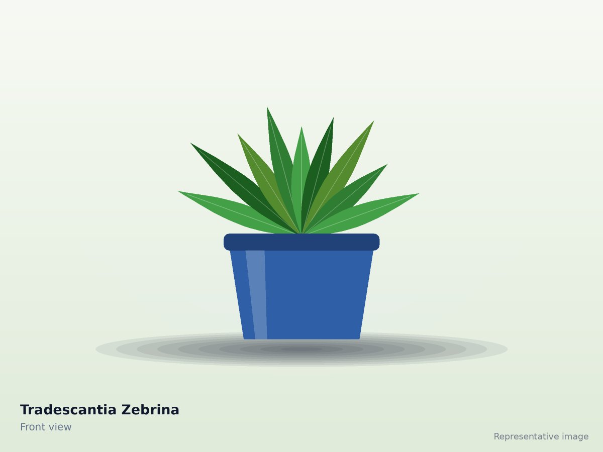 Tradescantia Zebrina