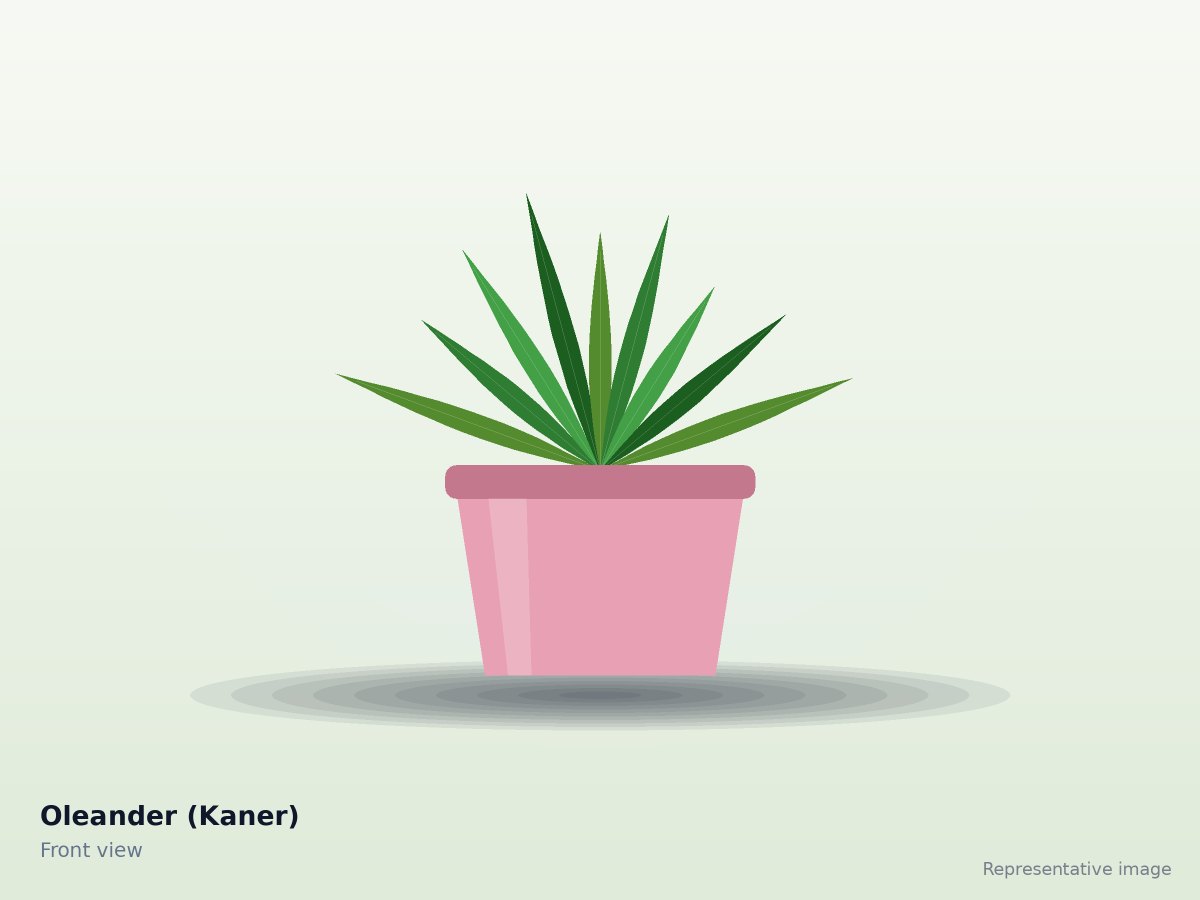Oleander (Kaner)