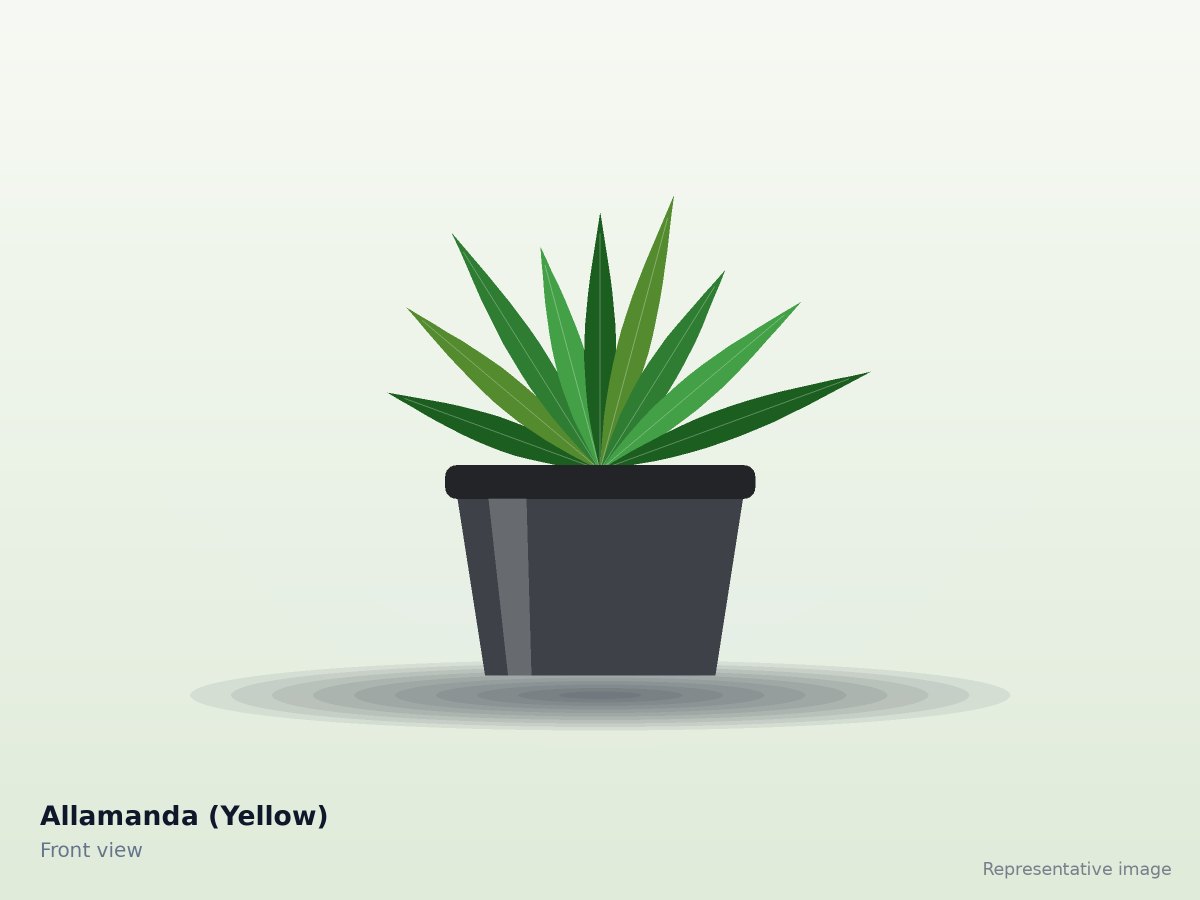 Allamanda (Yellow) – front view (representative image)
