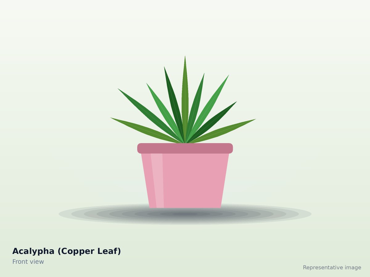 Acalypha (Copper Leaf) – front view (representative image)